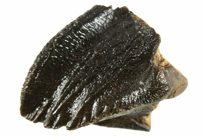 Rare, Unworn Fossil Dinosaur (Leptoceratops) Tooth - Montana #338991